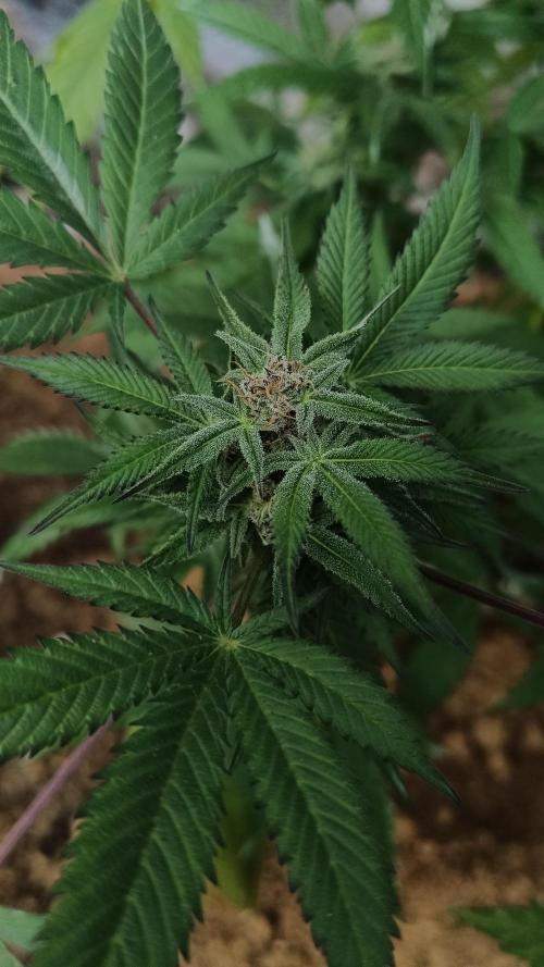 BISCOTTI - TROPICAL PUNCH - PURPLE ORANG. Week 14