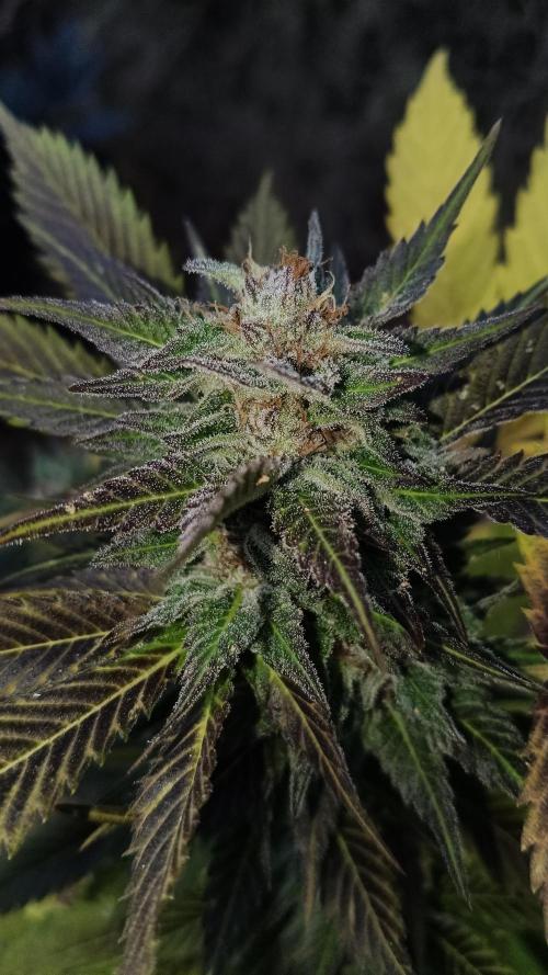 BISCOTTI - TROPICAL PUNCH - PURPLE ORANG. Week 18