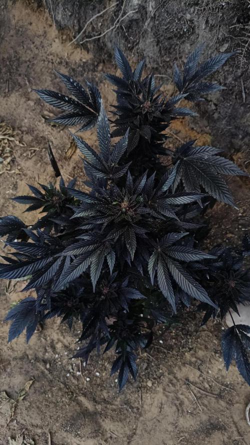 BISCOTTI - TROPICAL PUNCH - PURPLE ORANG. Week 18