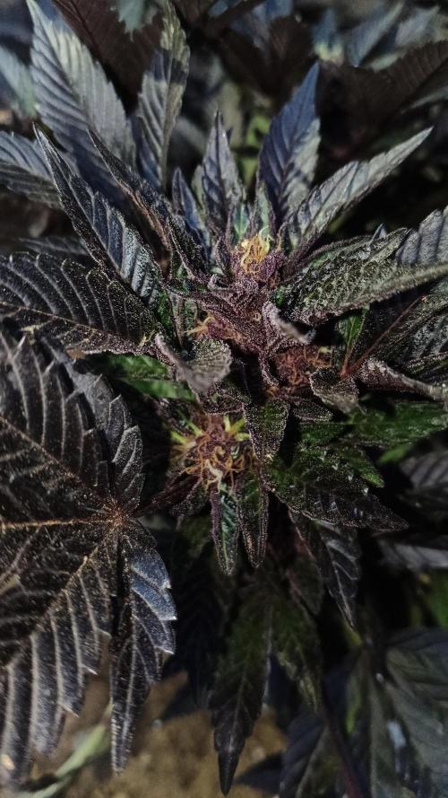 BISCOTTI - TROPICAL PUNCH - PURPLE ORANG. Week 18
