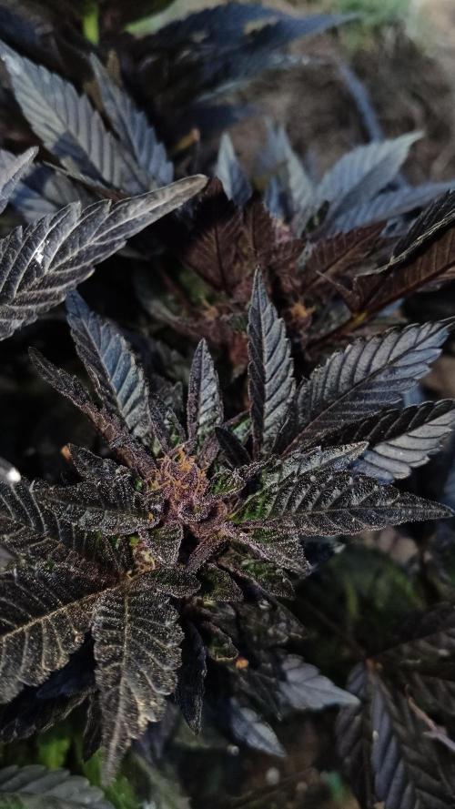 BISCOTTI - TROPICAL PUNCH - PURPLE ORANG. Week 18