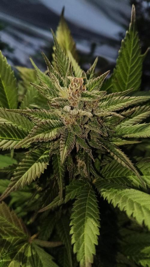 BISCOTTI - TROPICAL PUNCH - PURPLE ORANG. Week 18