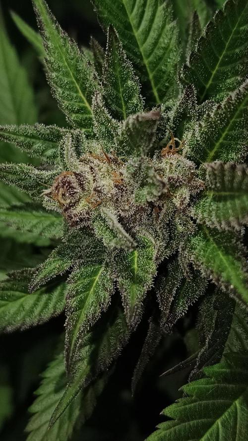 BISCOTTI - TROPICAL PUNCH - PURPLE ORANG. Week 18