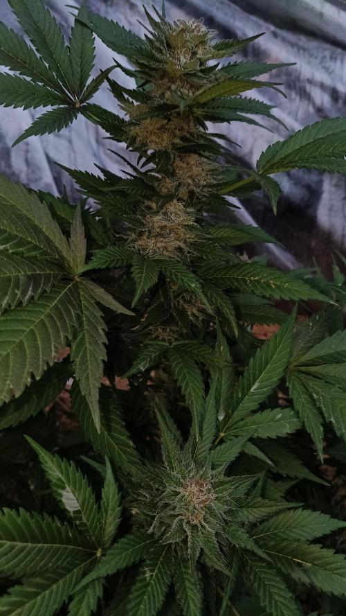BISCOTTI - TROPICAL PUNCH - PURPLE ORANG. Week 18