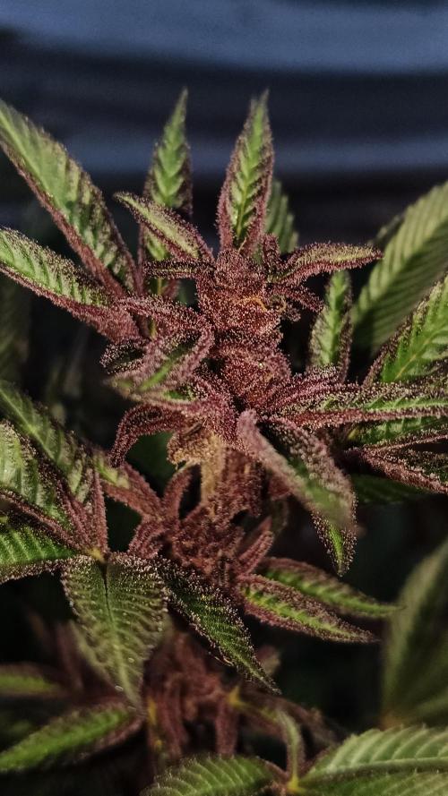 BISCOTTI - TROPICAL PUNCH - PURPLE ORANG. Week 18