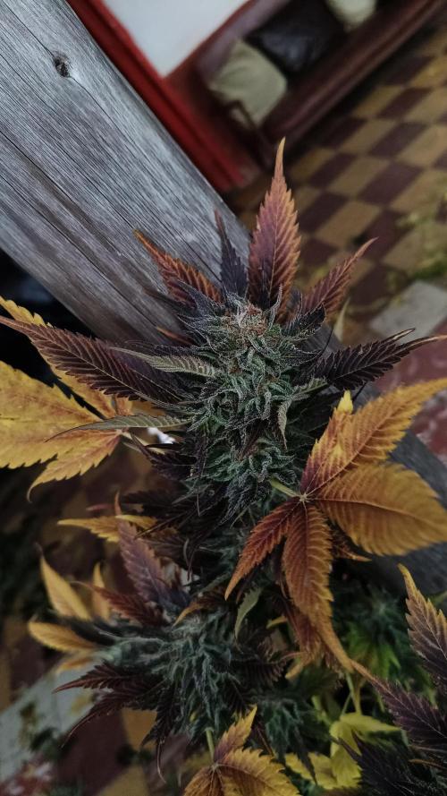 BISCOTTI - TROPICAL PUNCH - PURPLE ORANG. Week 19