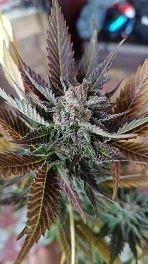 BISCOTTI - TROPICAL PUNCH - PURPLE ORANG. Week 19