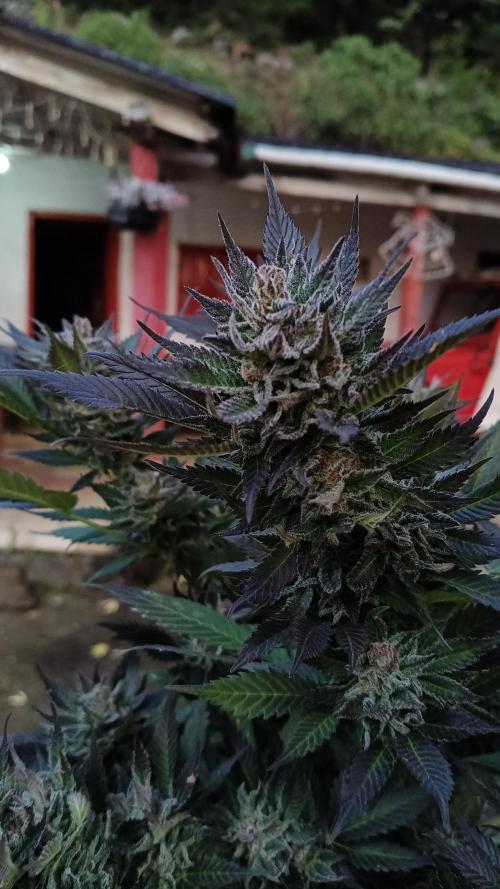 BISCOTTI - TROPICAL PUNCH - PURPLE ORANG. Week 19