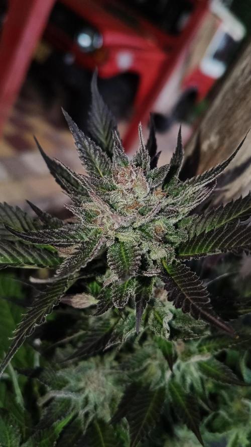 BISCOTTI - TROPICAL PUNCH - PURPLE ORANG. Week 19