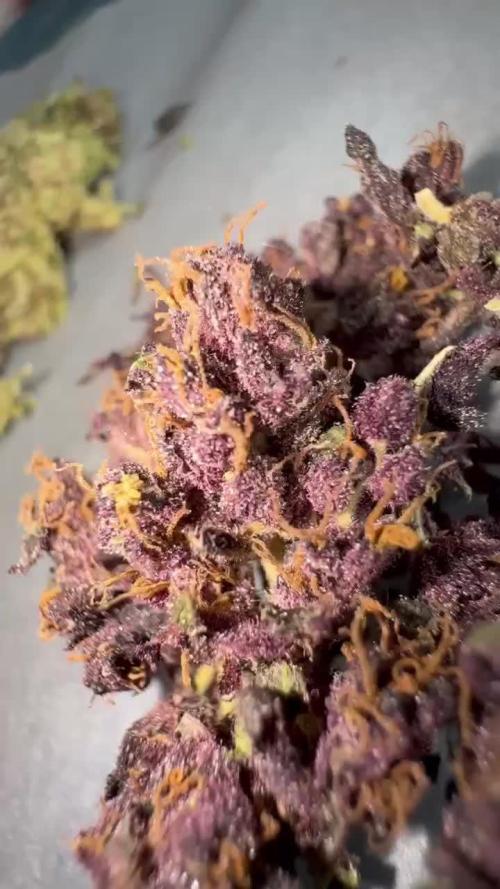 BISCOTTI - TROPICAL PUNCH - PURPLE ORANG
