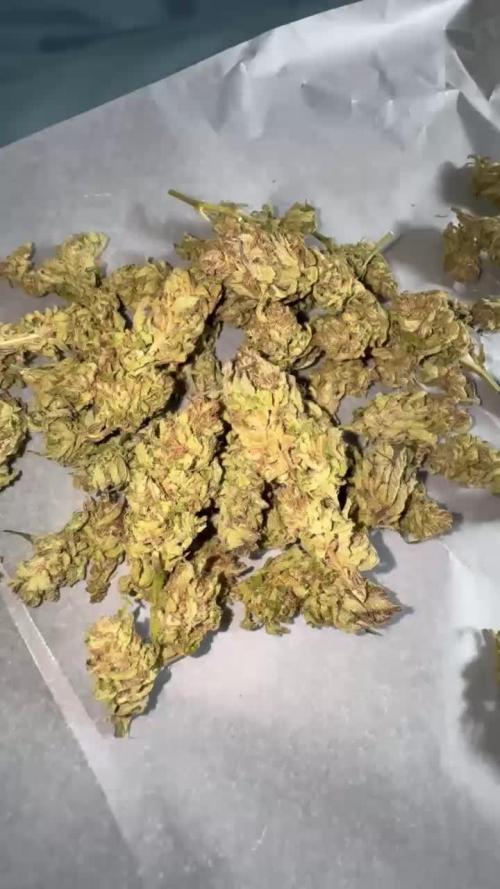 BISCOTTI - TROPICAL PUNCH - PURPLE ORANG