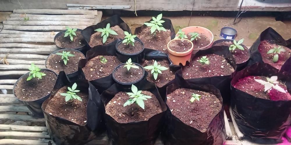 Bubba kush - Amnesia. Week 2