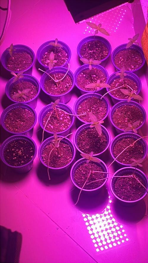 Bubba kush - Amnesia. Week 1