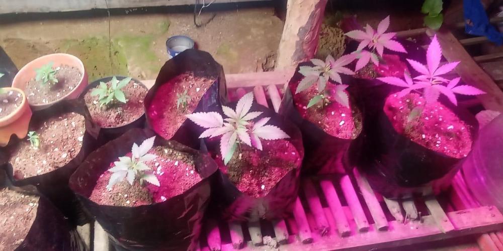 Bubba kush - Amnesia. Week 3