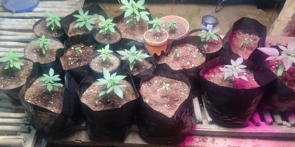 Bubba kush - Amnesia. Week 3