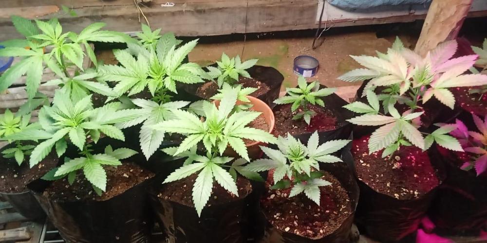 Bubba kush - Amnesia. Week 4
