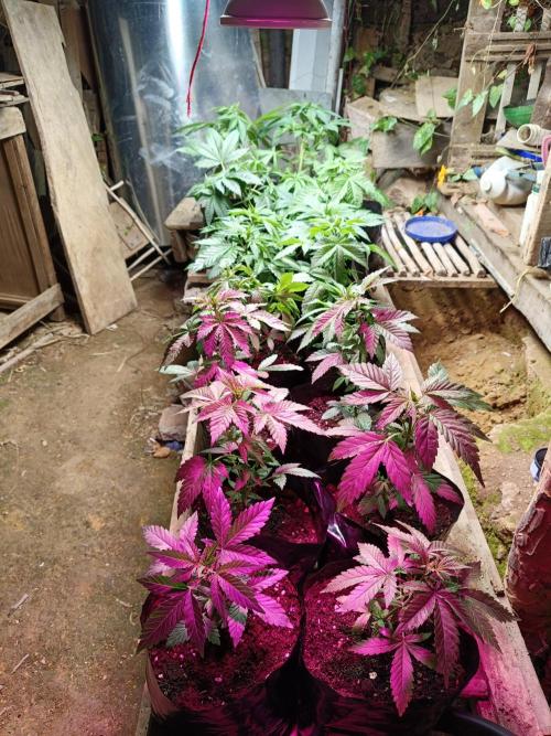 Bubba kush - Amnesia. Week 6
