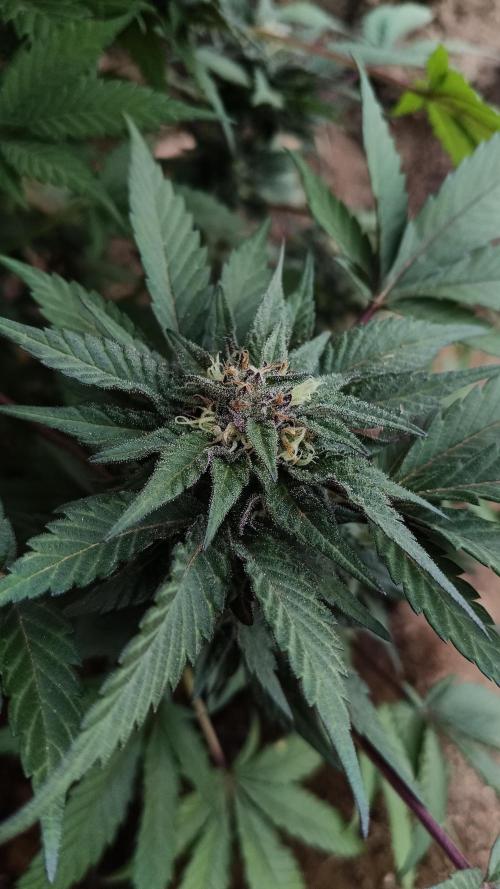 Bubba kush - Amnesia. Week 13
