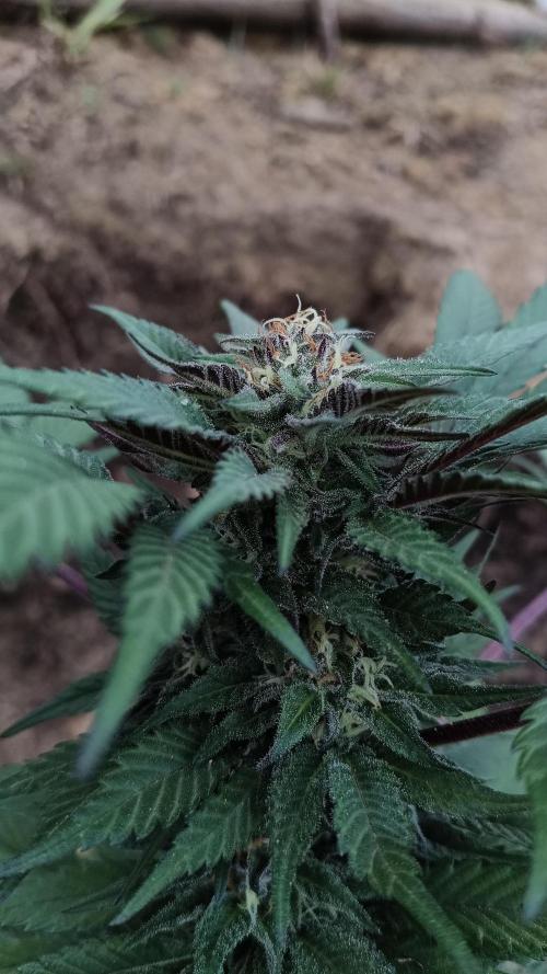 Bubba kush - Amnesia. Week 13