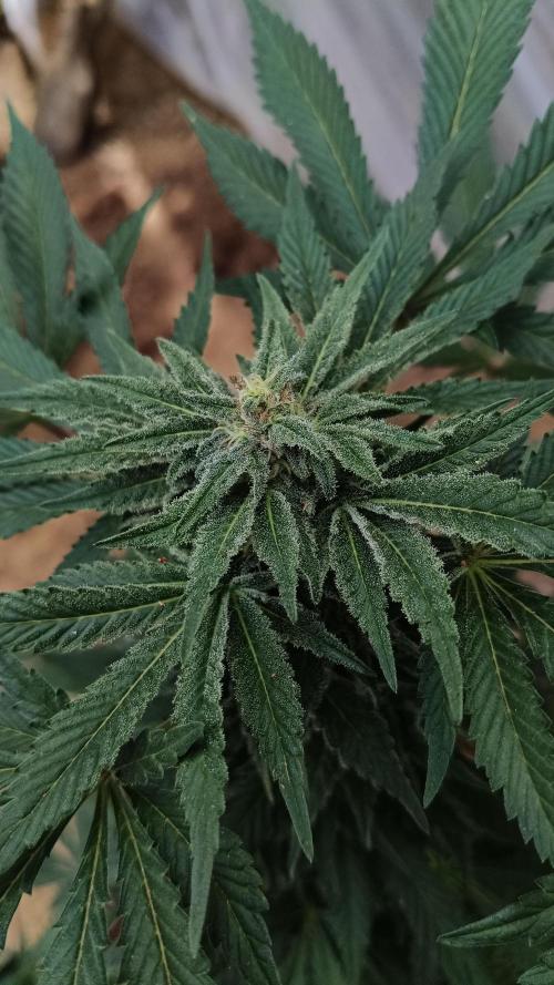 Bubba kush - Amnesia. Week 13