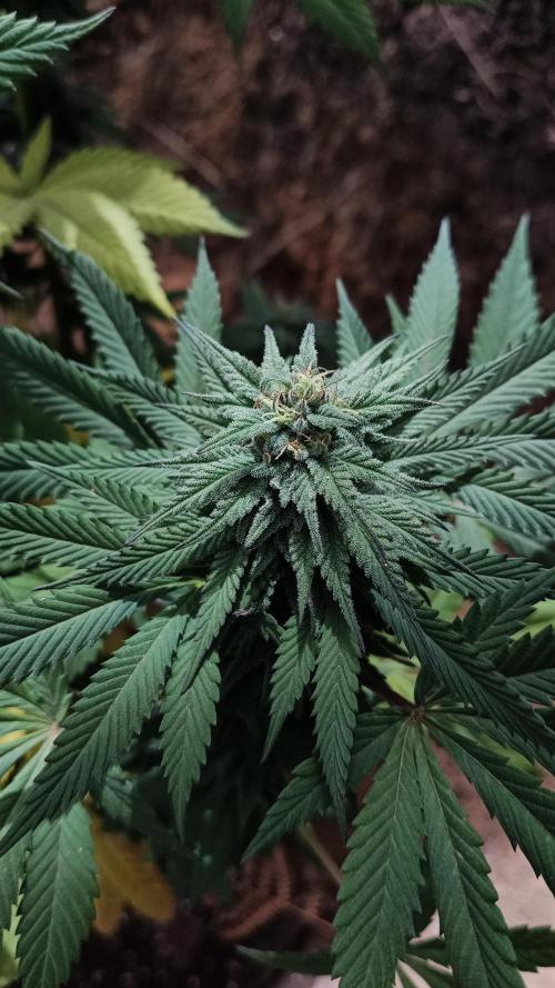 Bubba kush - Amnesia. Week 13