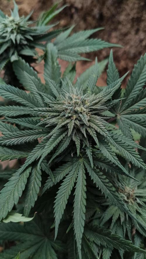 Bubba kush - Amnesia. Week 13