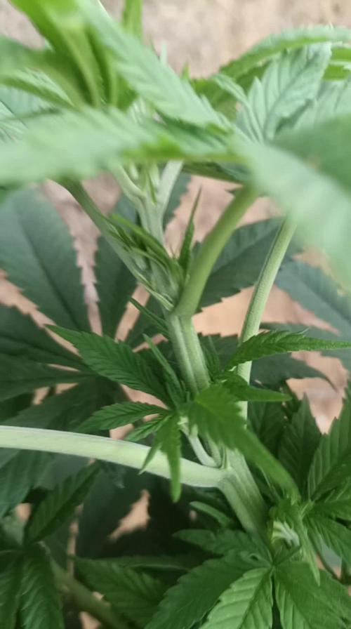 Bubba kush - Amnesia