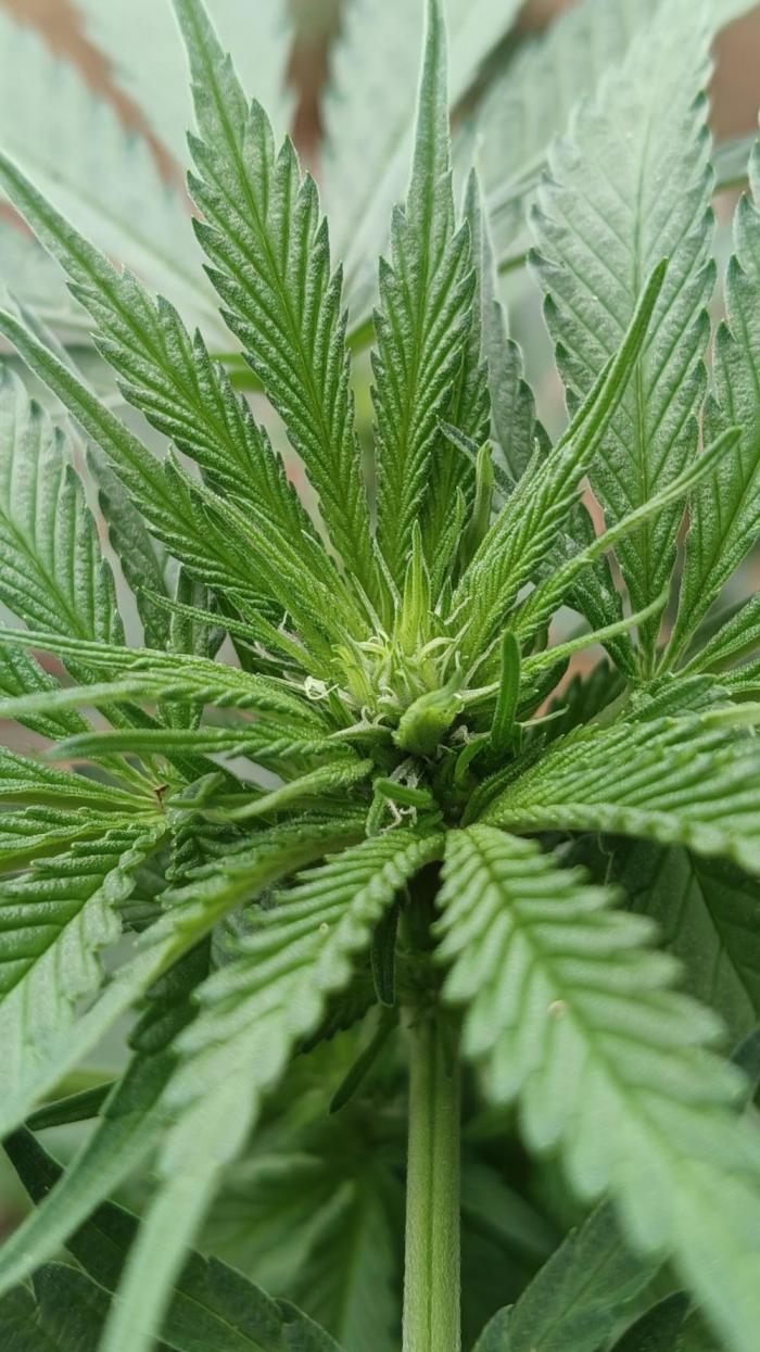 Bubba kush - Amnesia. Week 9