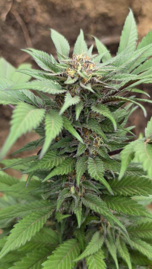 Bubba kush - Amnesia. Week 14