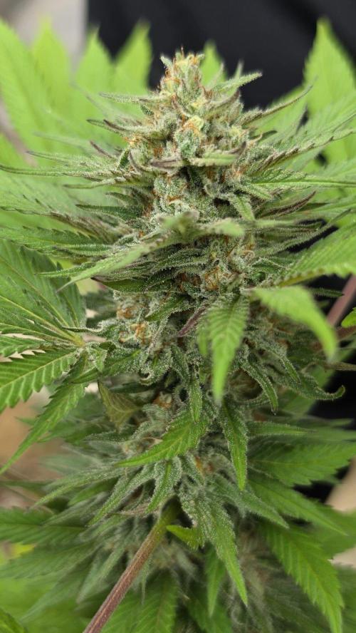 Bubba kush - Amnesia. Week 14