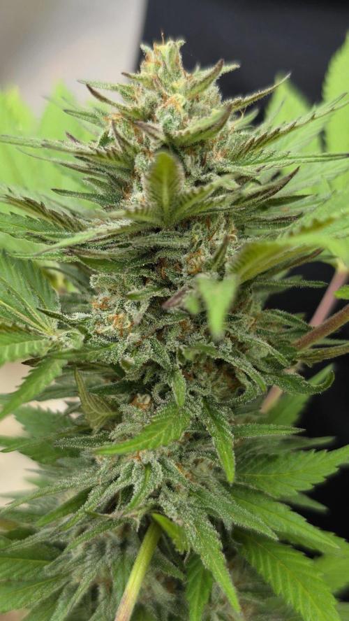 Bubba kush - Amnesia. Week 14
