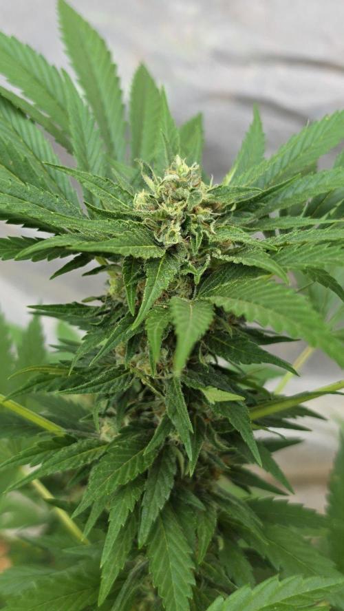 Bubba kush - Amnesia. Week 14