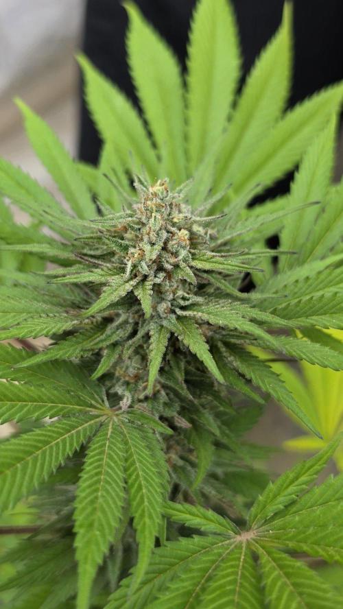 Bubba kush - Amnesia. Week 14