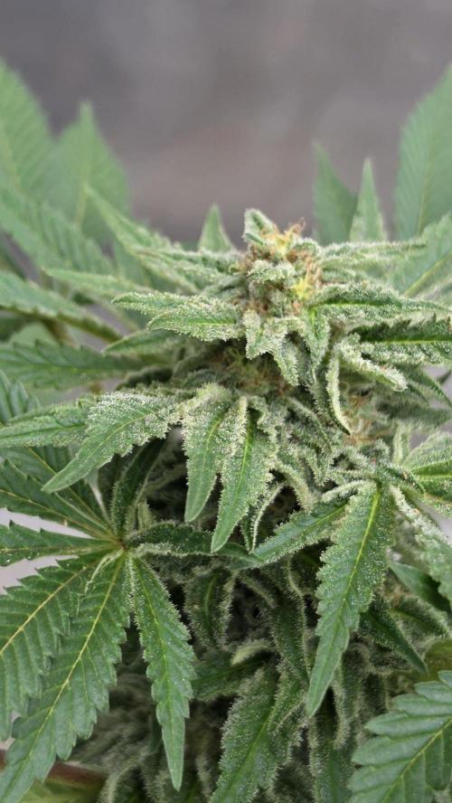 Bubba kush - Amnesia. Week 14