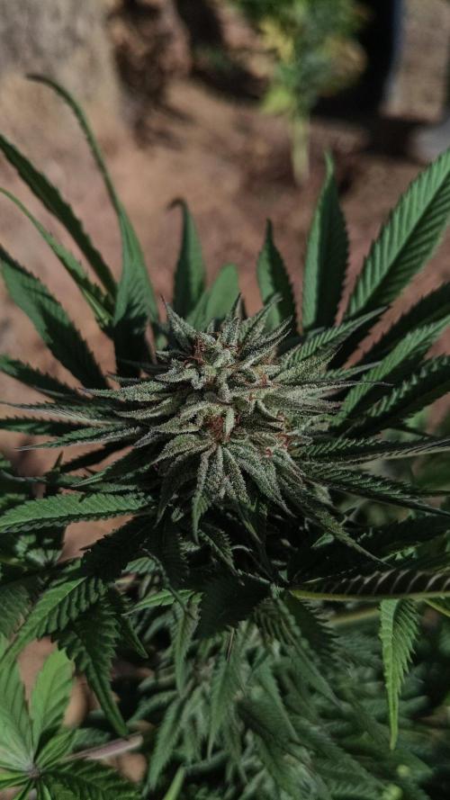 Bubba kush - Amnesia. Week 15