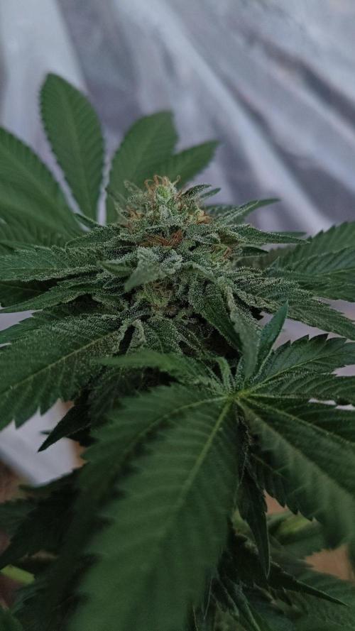 Bubba kush - Amnesia. Week 15