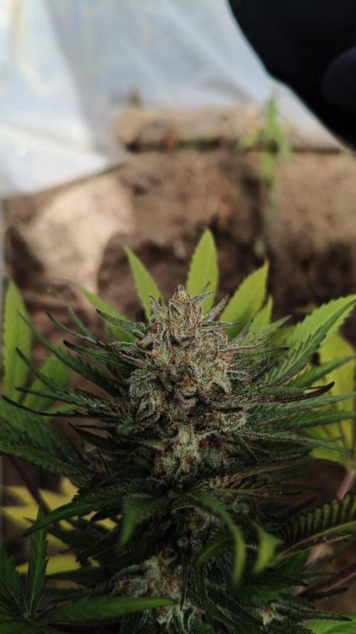 Bubba kush - Amnesia. Week 15