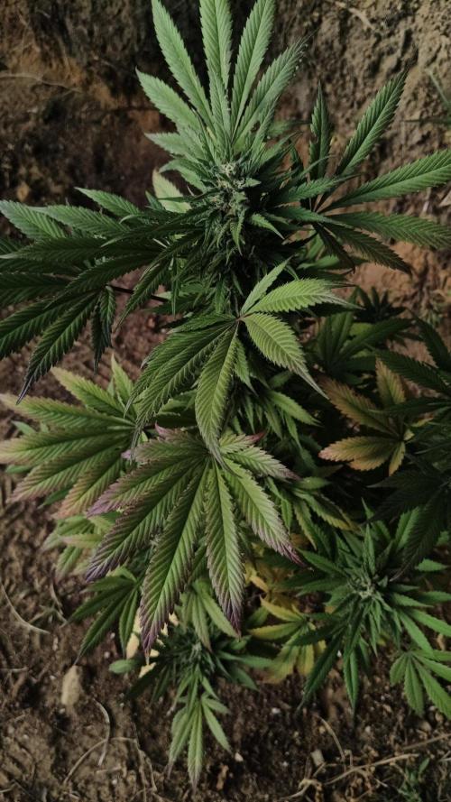 Bubba kush - Amnesia. Week 15