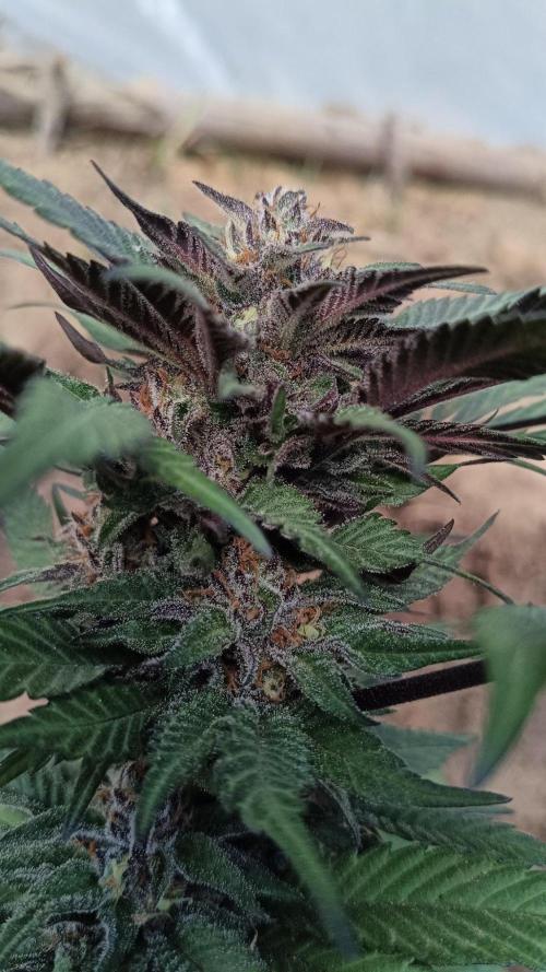 Bubba kush - Amnesia. Week 15
