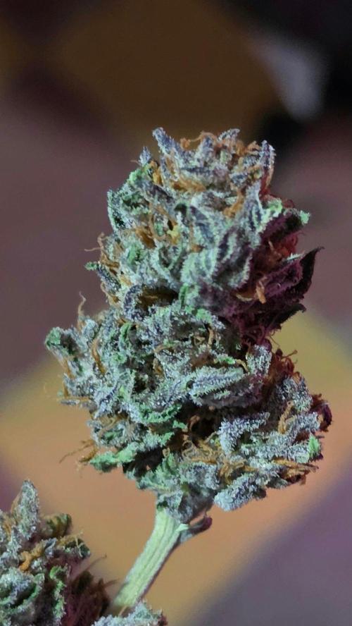 Bubba kush - Amnesia. Week 16
