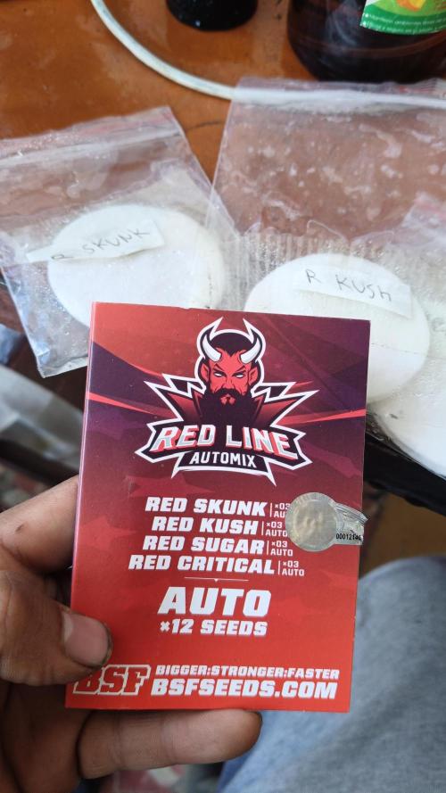AUTO RED SKUN AUTO RED SUGAR BSF. Week 0