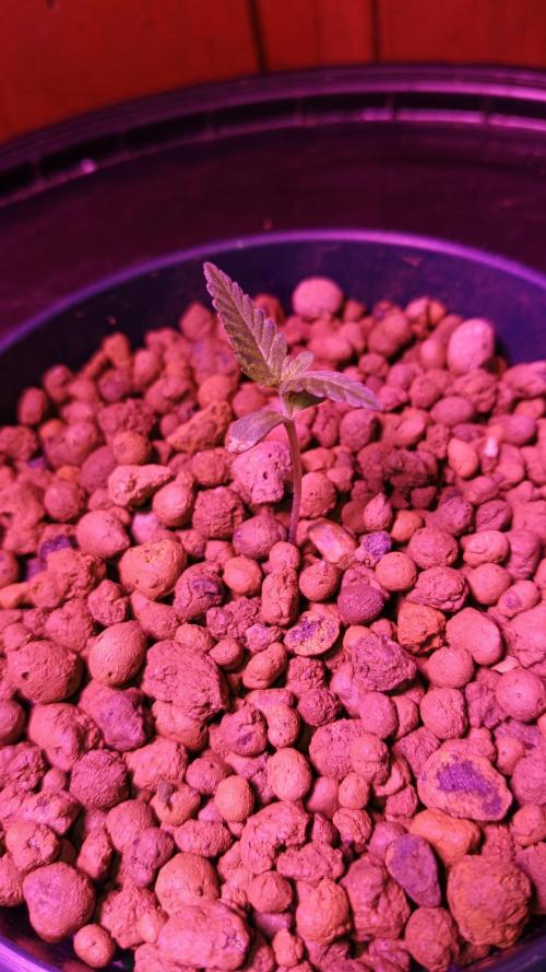 AUTO RED SKUN AUTO RED SUGAR BSF. Week 1