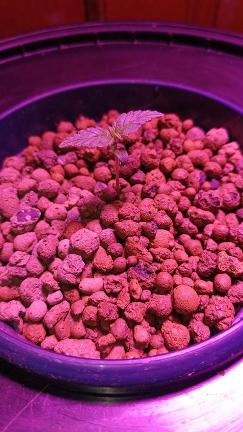 AUTO RED SKUN AUTO RED SUGAR BSF. Week 1