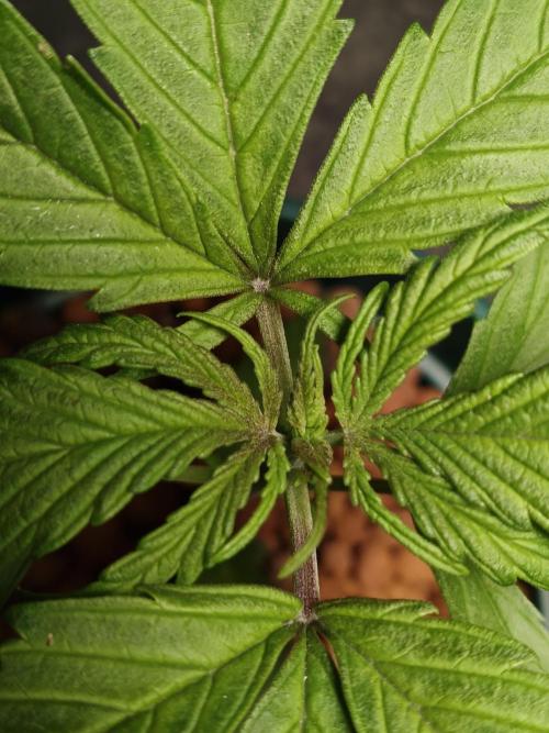 AUTO RED SKUN AUTO RED SUGAR BSF. Week 2