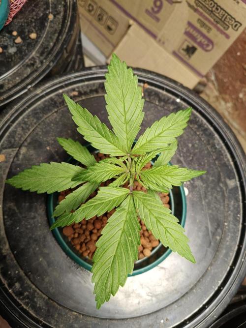 AUTO RED SKUN AUTO RED SUGAR BSF. Week 2