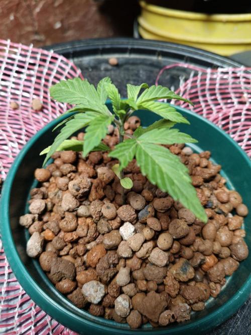 AUTO RED SKUN AUTO RED SUGAR BSF. Week 2