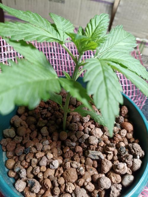 AUTO RED SKUN AUTO RED SUGAR BSF. Week 2