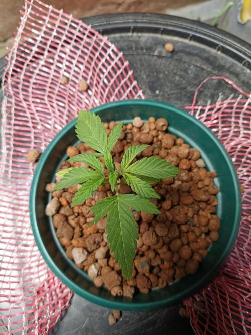AUTO RED SKUN AUTO RED SUGAR BSF. Week 2