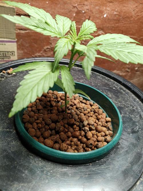 AUTO RED SKUN AUTO RED SUGAR BSF. Week 2
