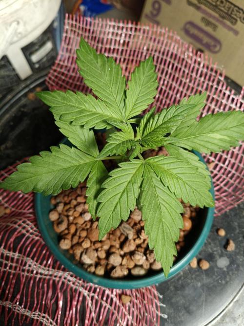 AUTO RED SKUN AUTO RED SUGAR BSF. Week 2